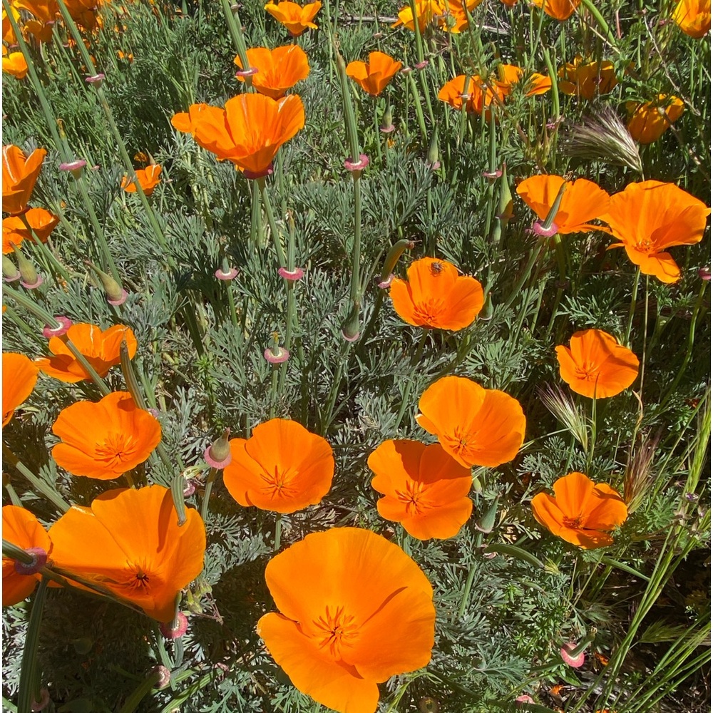 Meet your Posher, Yolanda